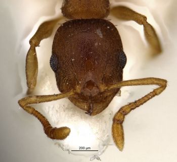 Media type: image;   Entomology 28840 Aspect: head frontal view